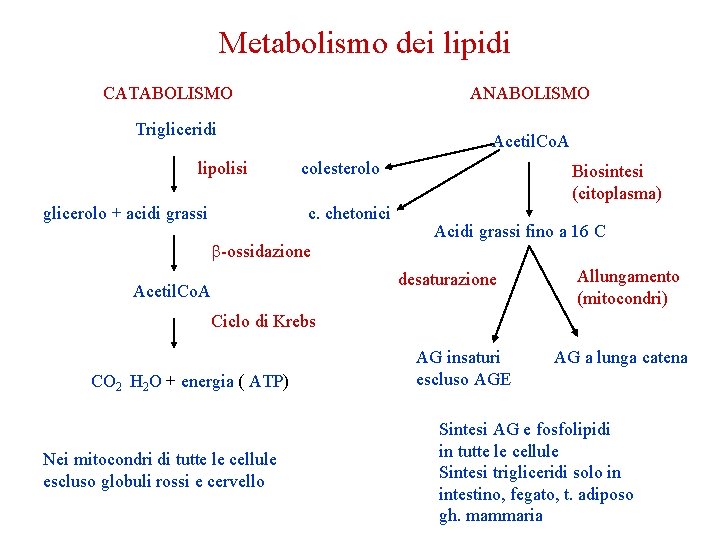 Metabolismo dei lipidi CATABOLISMO ANABOLISMO Trigliceridi lipolisi glicerolo + acidi grassi Acetil. Co. A Metabolismo dei lipidi CATABOLISMO ANABOLISMO Trigliceridi lipolisi glicerolo + acidi grassi Acetil. Co. A