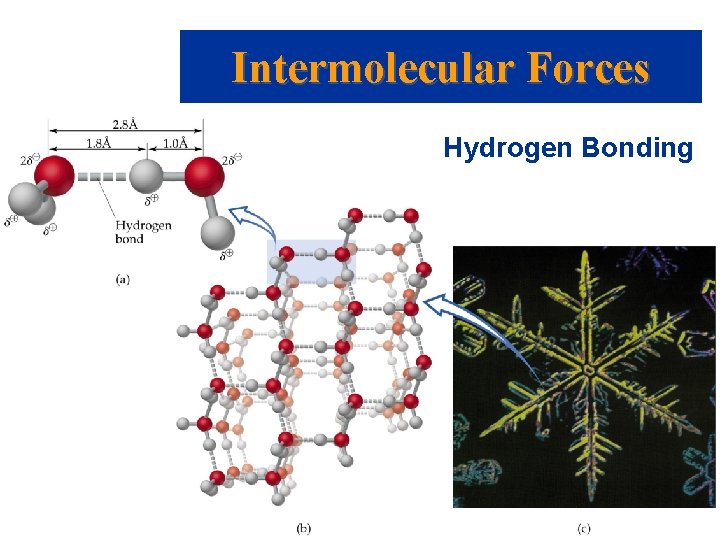 Intermolecular Forces Hydrogen Bonding 