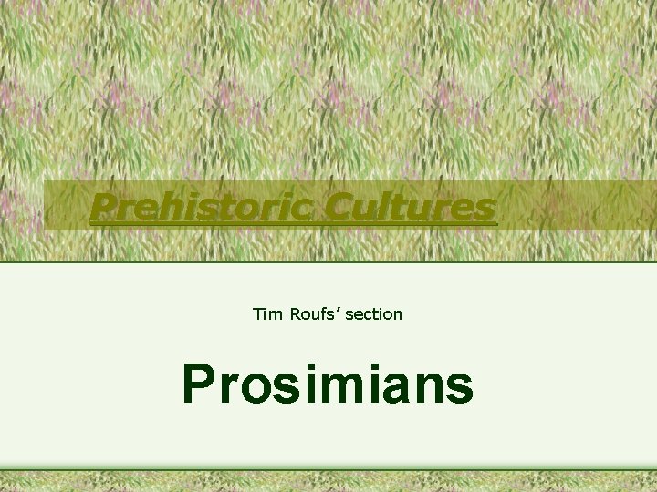 Prehistoric Cultures Tim Roufs’ section Prosimians 