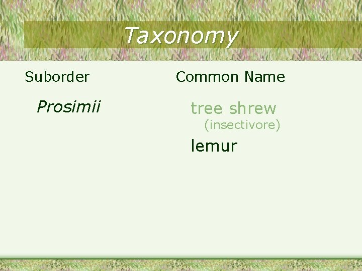 Taxonomy Suborder Prosimii Common Name tree shrew (insectivore) lemur 
