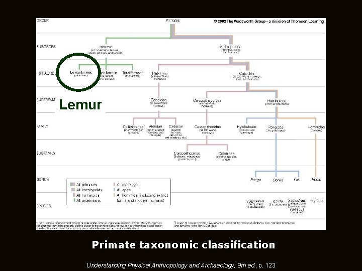 Lemur Primate taxonomic classification Understanding Physical Anthropology and Archaeology, 9 th ed. , p.