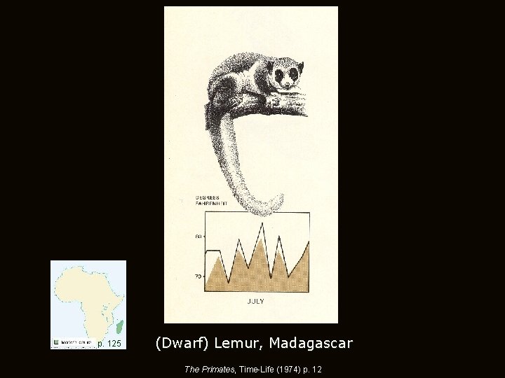 p. 125 (Dwarf) Lemur, Madagascar The Primates, Time-Life (1974) p. 12 