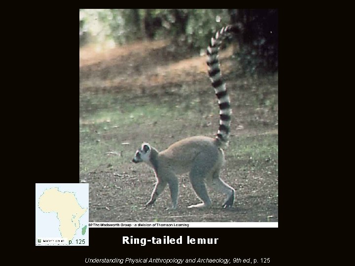 p. 125 Ring-tailed lemur Understanding Physical Anthropology and Archaeology, 9 th ed. , p.