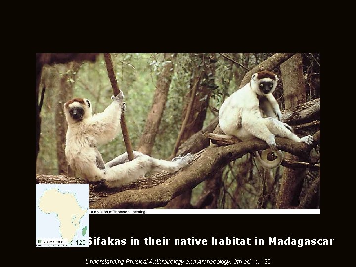 p. 125 Sifakas in their native habitat in Madagascar Understanding Physical Anthropology and Archaeology,