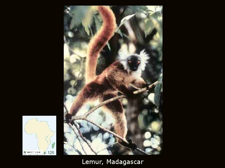 p. 125 Lemur, Madagascar 