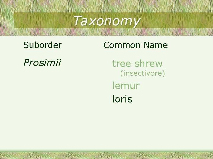 Taxonomy Suborder Common Name Prosimii tree shrew (insectivore) lemur loris 