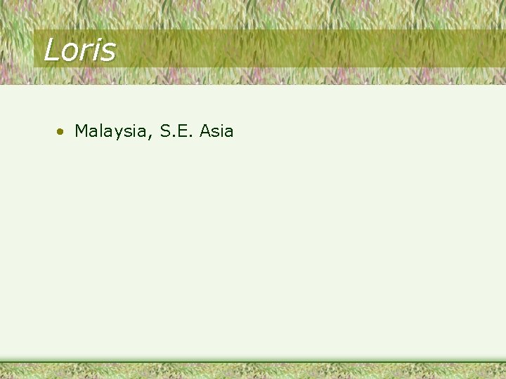 Loris • Malaysia, S. E. Asia 