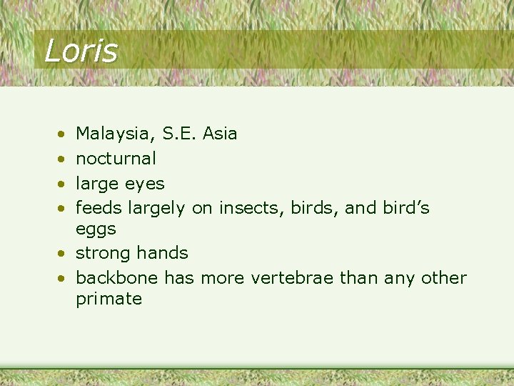 Loris • • Malaysia, S. E. Asia nocturnal large eyes feeds largely on insects,