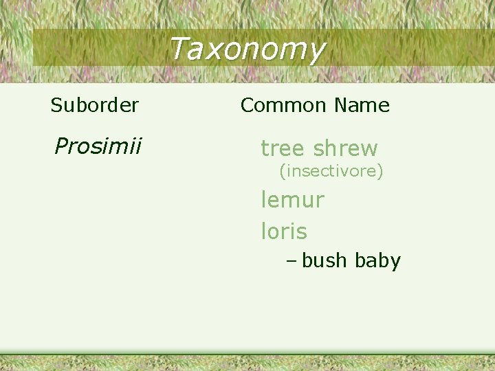 Taxonomy Suborder Common Name Prosimii tree shrew (insectivore) lemur loris – bush baby 