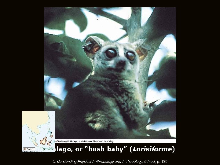 Galago, or “bush baby” (Lorisiforme) p. 126 Understanding Physical Anthropology and Archaeology, 9 th