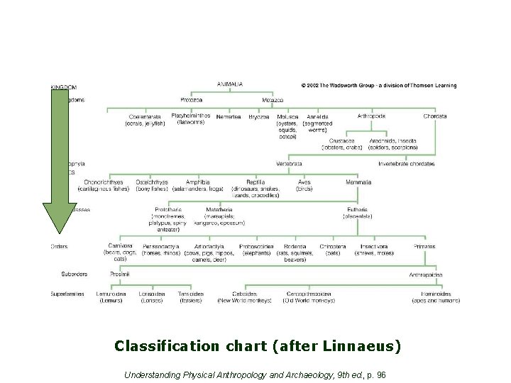 Classification chart (after Linnaeus) Understanding Physical Anthropology and Archaeology, 9 th ed. , p.