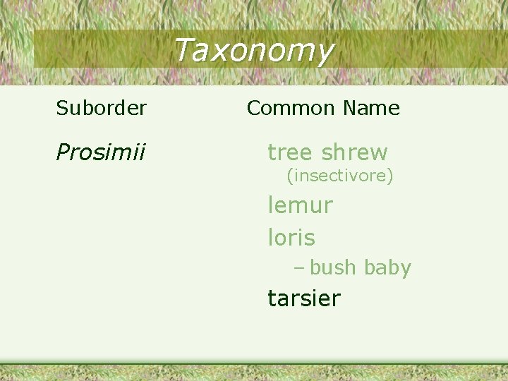 Taxonomy Suborder Common Name Prosimii tree shrew (insectivore) lemur loris – bush baby tarsier