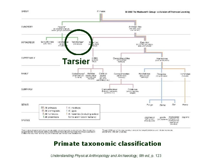 Tarsier Primate taxonomic classification Understanding Physical Anthropology and Archaeology, 9 th ed. , p.