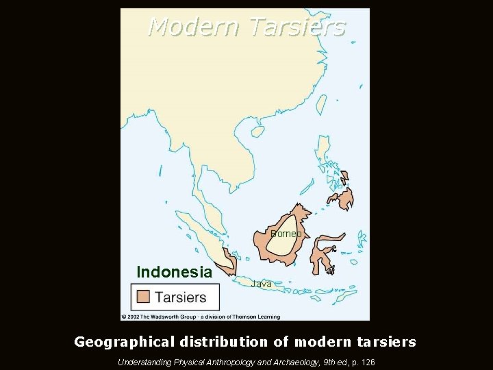 Modern Tarsiers Borneo Indonesia Java Geographical distribution of modern tarsiers Understanding Physical Anthropology and