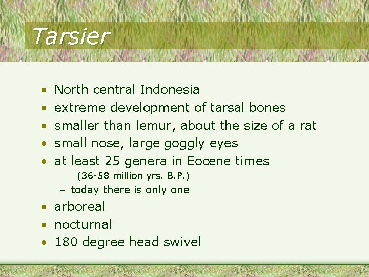 Tarsier • • • North central Indonesia extreme development of tarsal bones smaller than