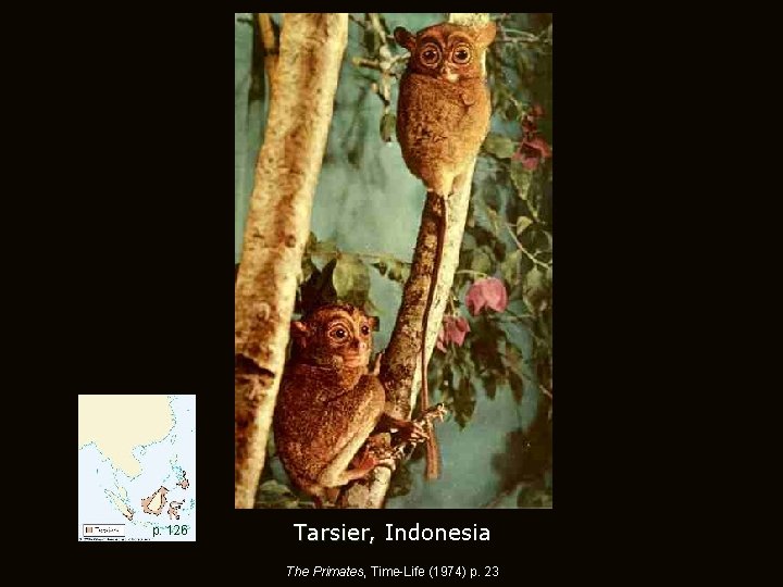 p. 126 Tarsier, Indonesia The Primates, Time-Life (1974) p. 23 