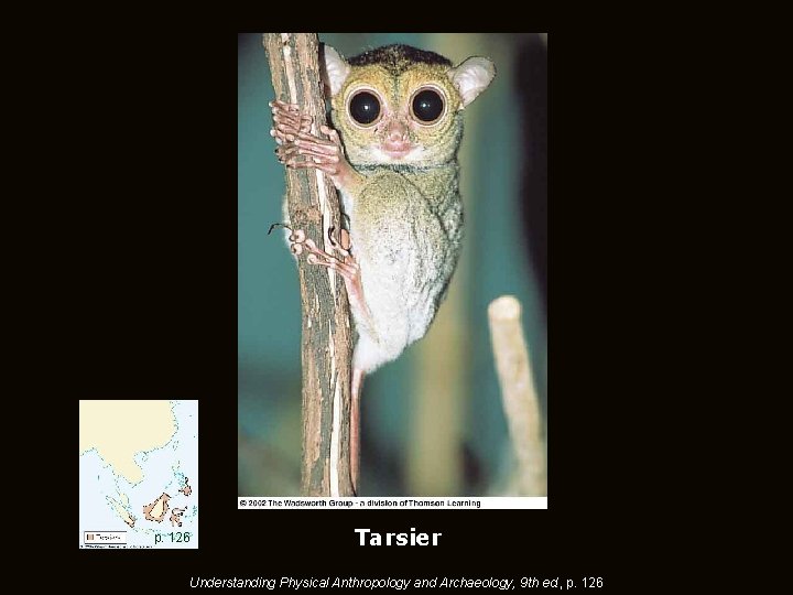 p. 126 Tarsier Understanding Physical Anthropology and Archaeology, 9 th ed. , p. 126