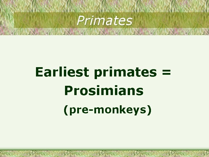 Primates Earliest primates = Prosimians (pre-monkeys) 