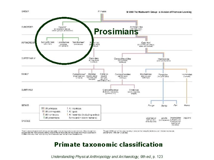 Prosimians Primate taxonomic classification Understanding Physical Anthropology and Archaeology, 9 th ed. , p.