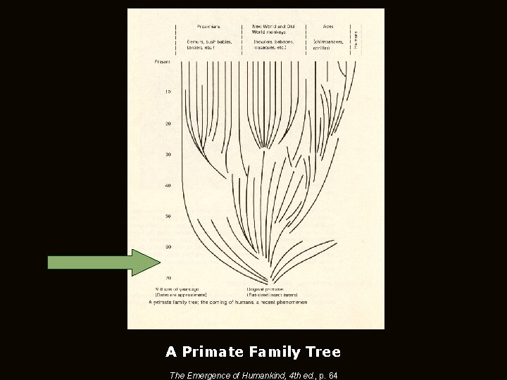 A Primate Family Tree The Emergence of Humankind, 4 th ed. , p. 64