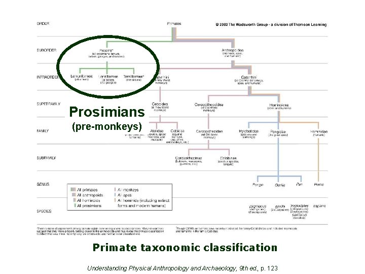 Prosimians (pre-monkeys) Primate taxonomic classification Understanding Physical Anthropology and Archaeology, 9 th ed. ,