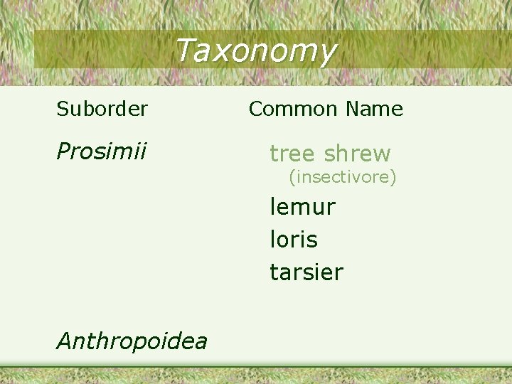 Taxonomy Suborder Common Name Prosimii tree shrew (insectivore) lemur loris tarsier Anthropoidea 