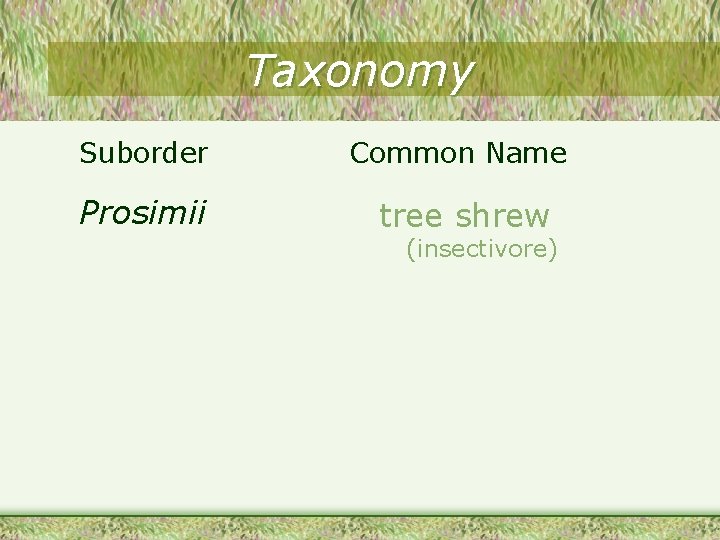 Taxonomy Suborder Common Name Prosimii tree shrew (insectivore) 