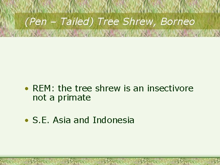 (Pen – Tailed) Tree Shrew, Borneo • REM: the tree shrew is an insectivore