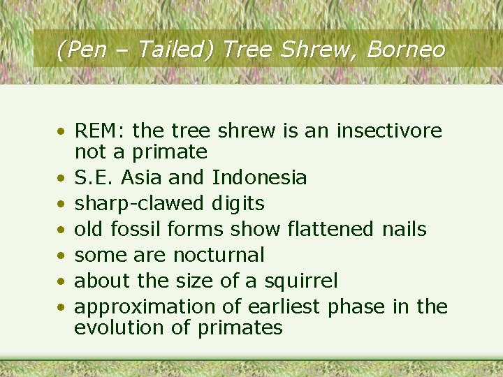 (Pen – Tailed) Tree Shrew, Borneo • REM: the tree shrew is an insectivore