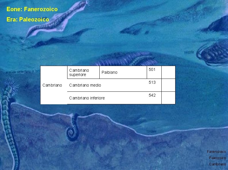 Eone: Fanerozoico Era: Paleozoico Cambriano superiore Cambriano Paibiano Cambriano medio Cambriano inferiore 501 513