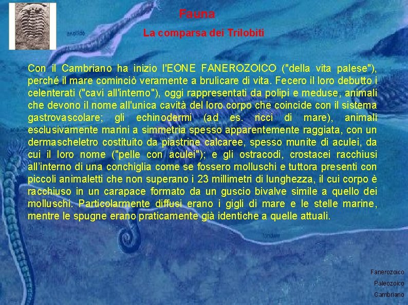 Fauna La comparsa dei Trilobiti Con il Cambriano ha inizio l'EONE FANEROZOICO ("della vita