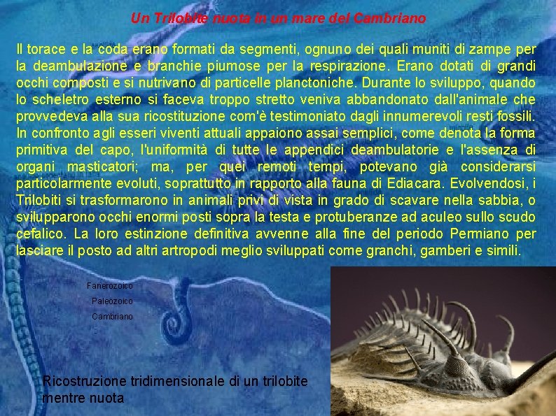 Un Trilobite nuota in un mare del Cambriano Il torace e la coda erano