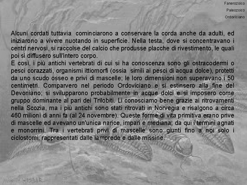 Fanerozoico Paleozoico Ordoviciano Alcuni cordati tuttavia cominciarono a conservare la corda anche da adulti,