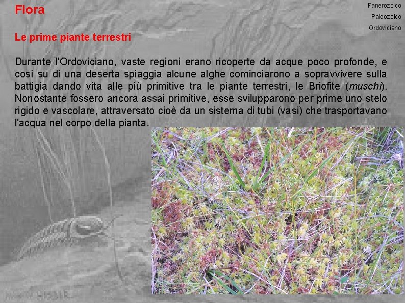 Flora Fanerozoico Paleozoico Ordoviciano Le prime piante terrestri Durante l'Ordoviciano, vaste regioni erano ricoperte
