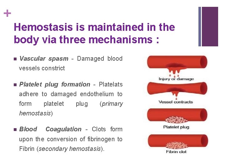 + Hemostasis is maintained in the body via three mechanisms : n Vascular spasm