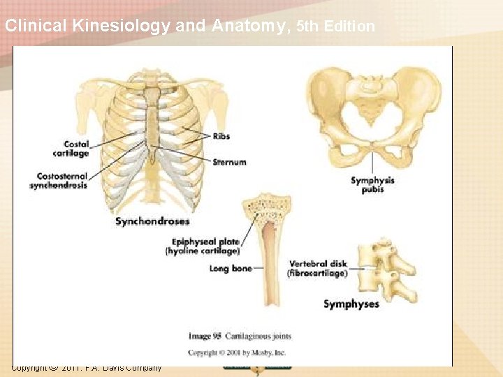 Clinical Kinesiology and Anatomy, 5 th Edition Copyright © 2011. F. A. Davis Company