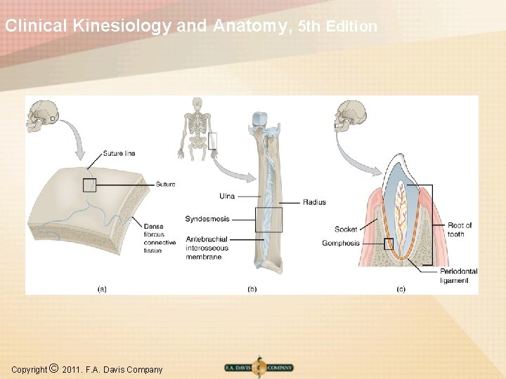 Clinical Kinesiology and Anatomy, 5 th Edition Copyright © 2011. F. A. Davis Company