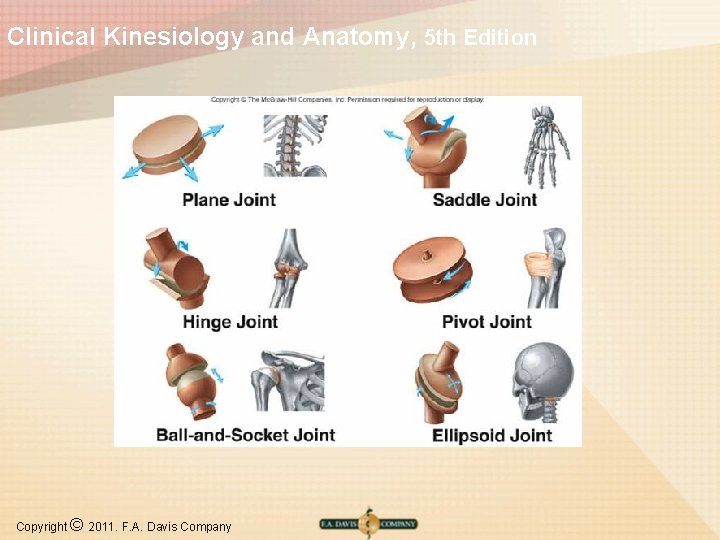 Clinical Kinesiology and Anatomy, 5 th Edition Copyright © 2011. F. A. Davis Company