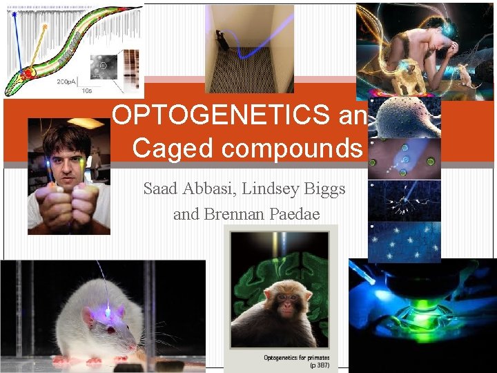 OPTOGENETICS and Caged compounds Saad Abbasi, Lindsey Biggs and Brennan Paedae 
