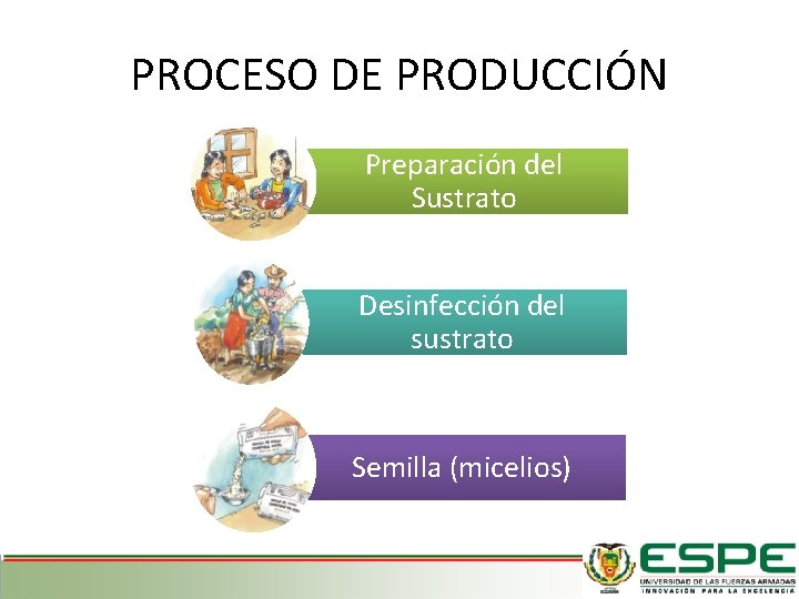 PROCESO DE PRODUCCIÓN Preparación del Sustrato Desinfección del sustrato Semilla (micelios) 