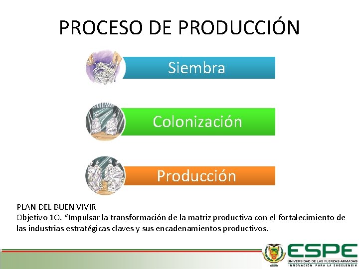 PROCESO DE PRODUCCIÓN Siembra Colonización Producción PLAN DEL BUEN VIVIR Objetivo 1 O. “Impulsar