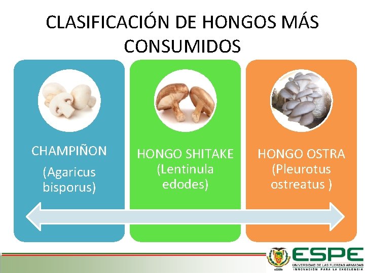 CLASIFICACIÓN DE HONGOS MÁS CONSUMIDOS CHAMPIÑON (Agaricus bisporus) HONGO SHITAKE (Lentinula edodes) HONGO OSTRA