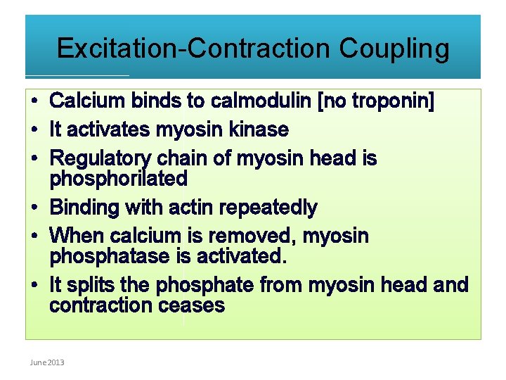 Excitation-Contraction Coupling • Calcium binds to calmodulin [no troponin] • It activates myosin kinase