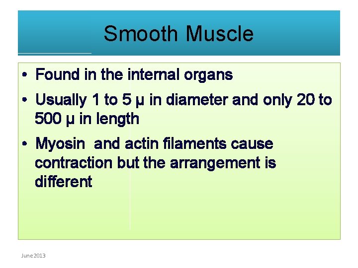 Smooth Muscle • Found in the internal organs • Usually 1 to 5 µ