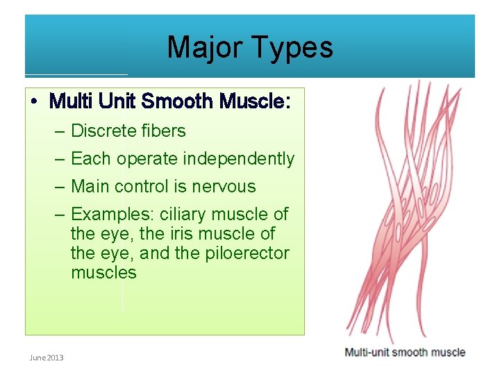 Major Types • Multi Unit Smooth Muscle: – Discrete fibers – Each operate independently