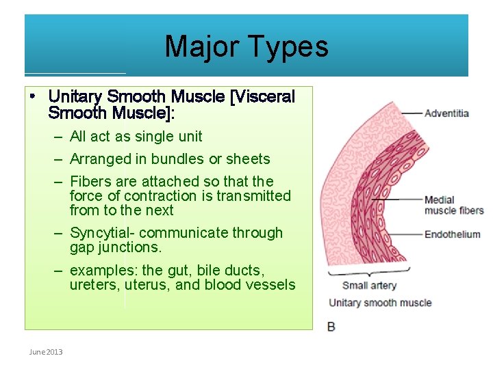 Major Types • Unitary Smooth Muscle [Visceral Smooth Muscle]: – All act as single