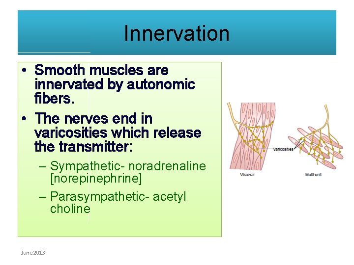 Innervation • Smooth muscles are innervated by autonomic fibers. • The nerves end in