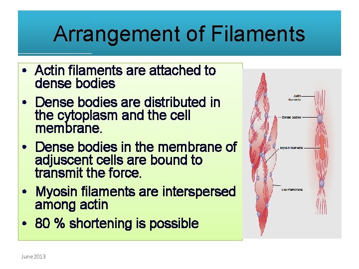 Arrangement of Filaments • Actin filaments are attached to dense bodies • Dense bodies