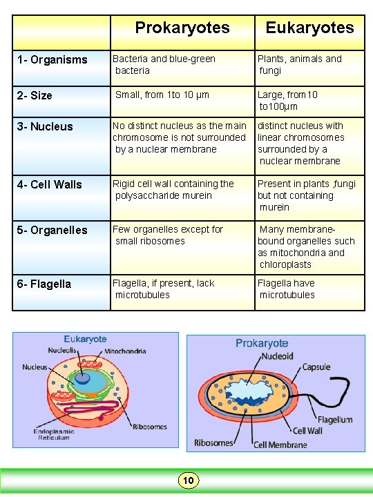 Prokaryotes Eukaryotes 1 - Organisms Bacteria and blue-green bacteria Plants, animals and fungi 2 Prokaryotes Eukaryotes 1 - Organisms Bacteria and blue-green bacteria Plants, animals and fungi 2