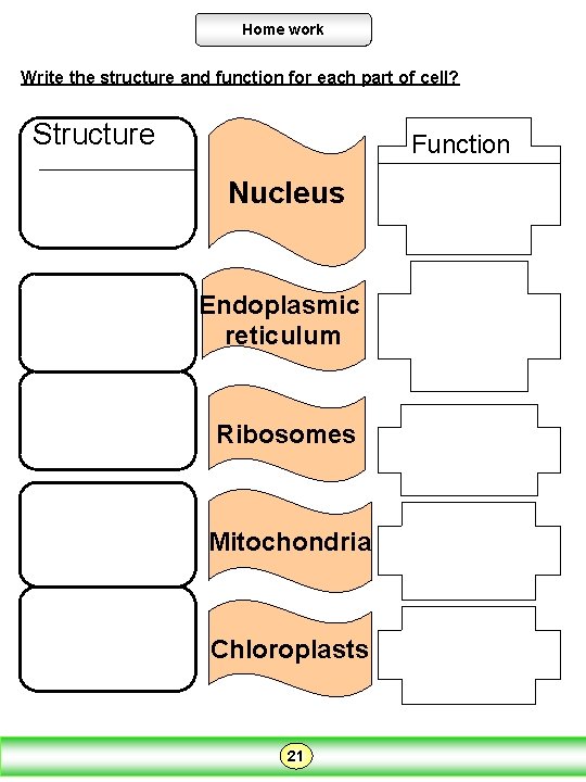 Home work Write the structure and function for each part of cell? Structure Function Home work Write the structure and function for each part of cell? Structure Function